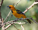 Oriole maculé