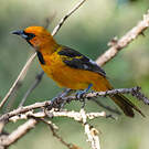 Oriole maculé