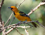 Oriole maculé