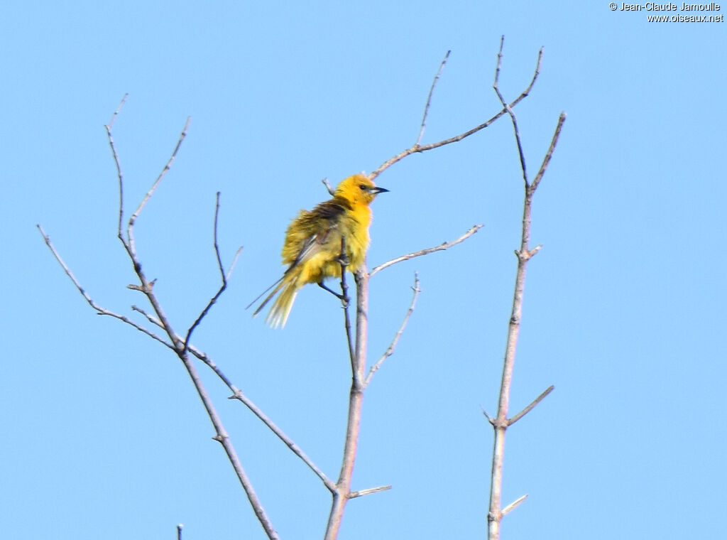 Oriole masquéimmature