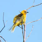 Oriole masqué