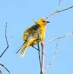 Oriole masqué