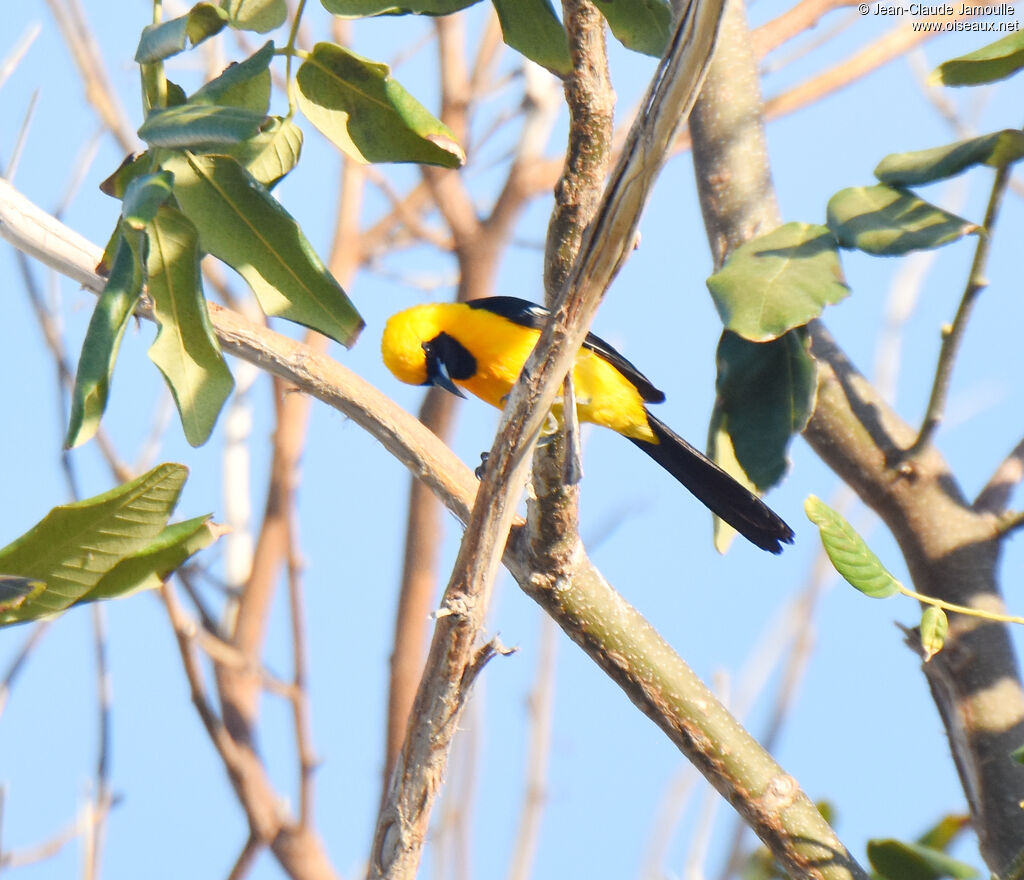 Oriole masqué mâle adulte