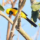 Oriole masqué