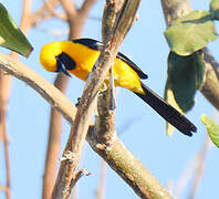 Oriole masqué