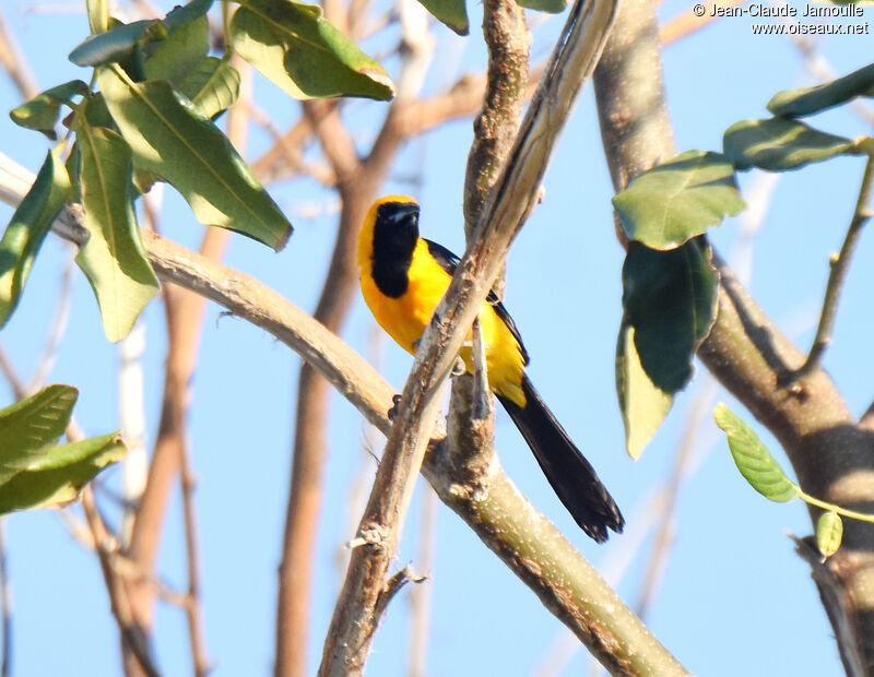 Hooded Oriole male adult