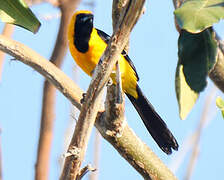 Hooded Oriole