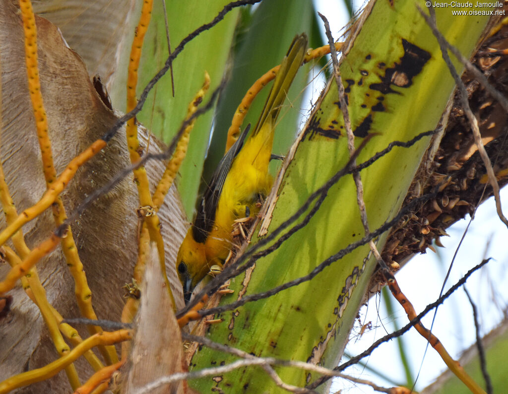 Hooded Oriole female, feeding habits, eats