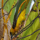 Oriole masqué