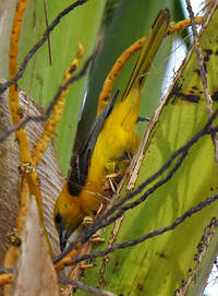 Oriole masqué