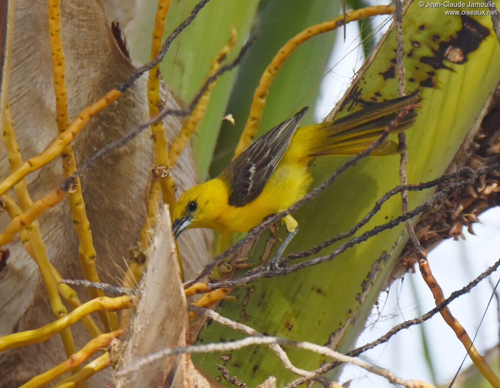 Hooded Oriole female, feeding habits, eats