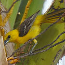 Oriole masqué