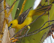 Oriole masqué