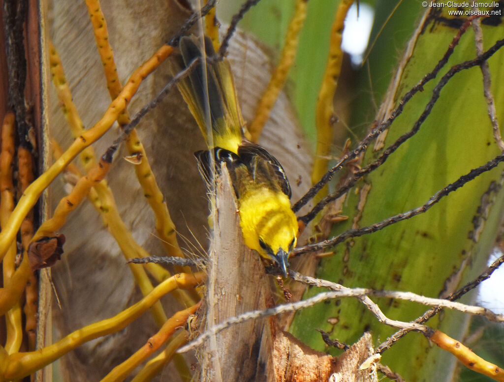 Hooded Oriole female, feeding habits, eats