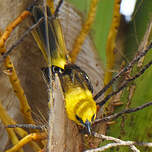 Oriole masqué