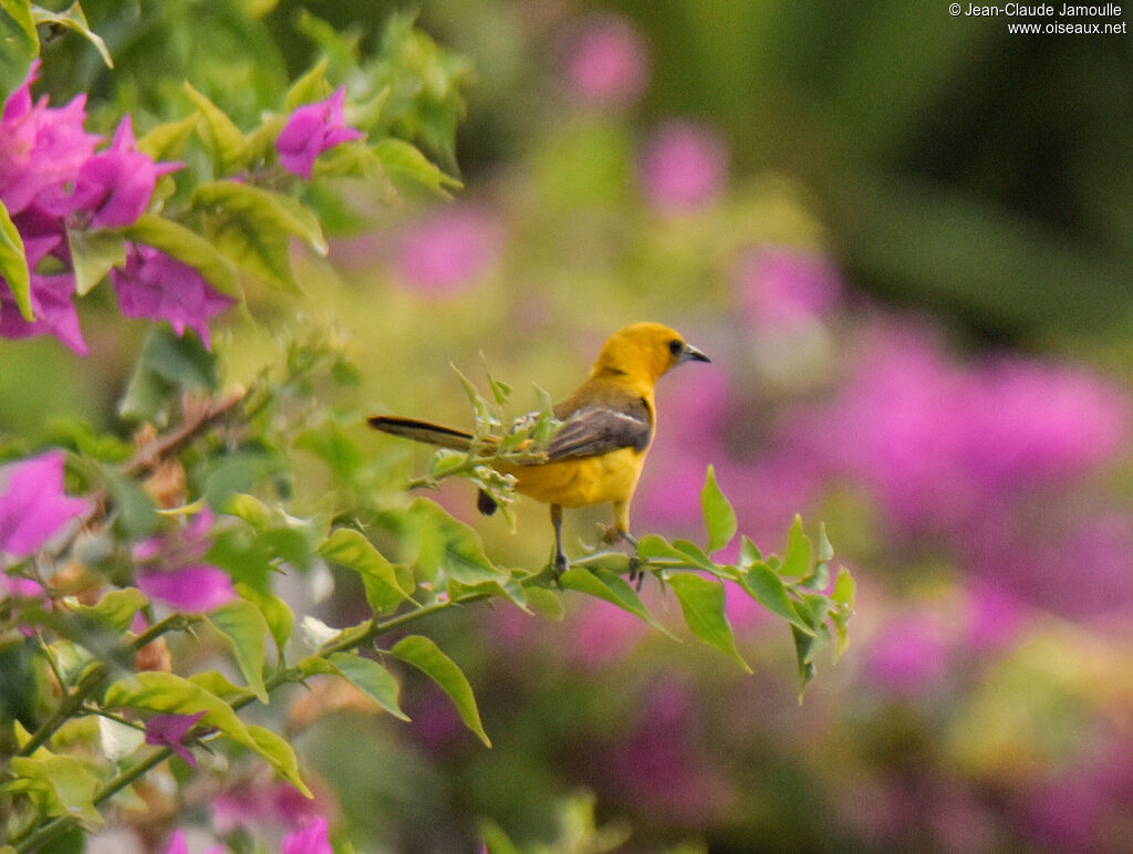 Oriole masqué femelle