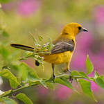 Oriole masqué