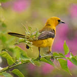 Oriole masqué