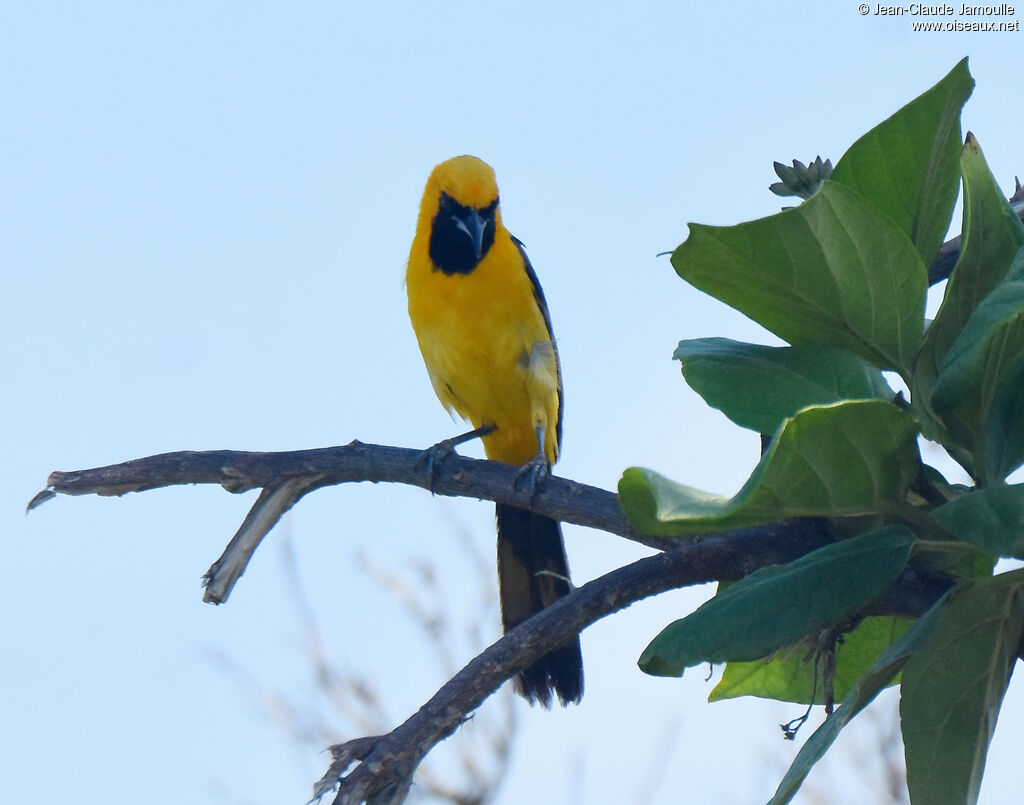 Oriole masqué mâle adulte