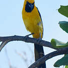 Oriole masqué