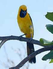 Oriole masqué