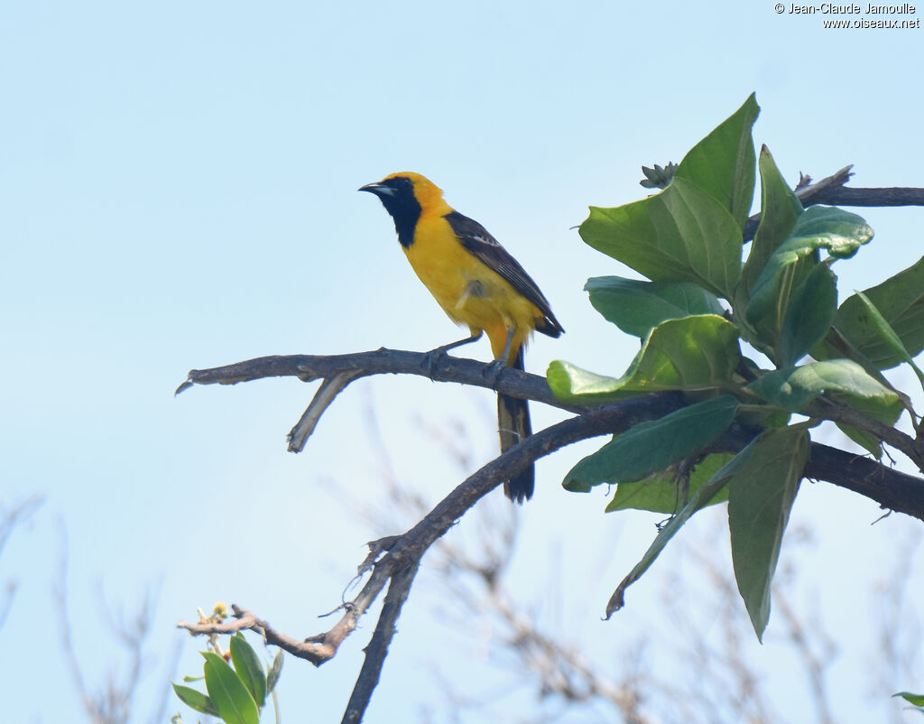 Oriole masqué mâle adulte