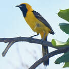 Oriole masqué