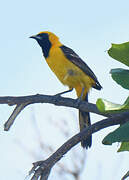 Hooded Oriole