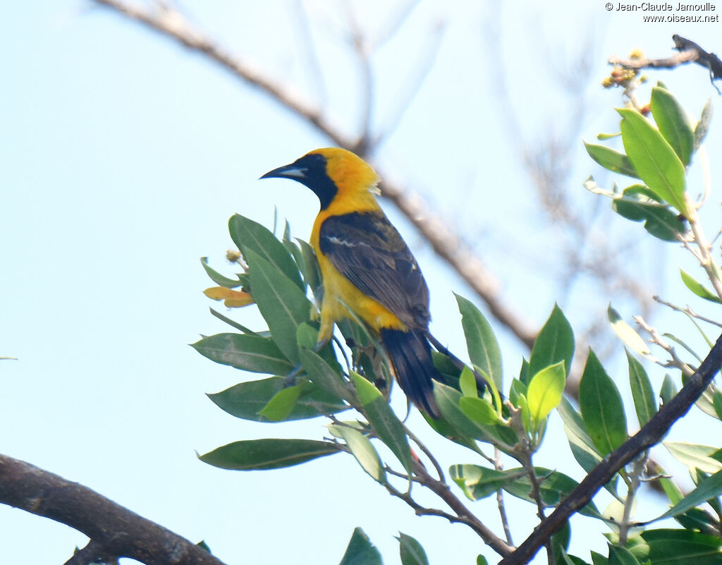 Hooded Oriole male adult