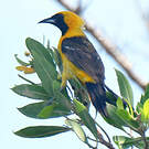 Oriole masqué