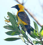 Oriole masqué