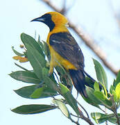 Hooded Oriole