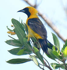 Oriole masqué