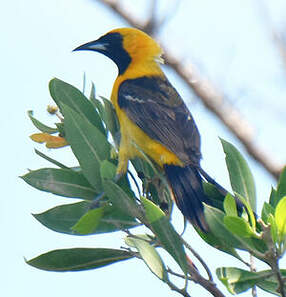 Oriole masqué