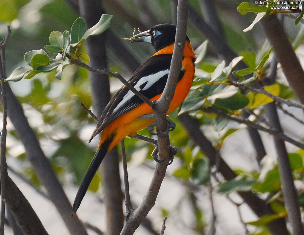 Oriole troupialeadulte, identification, composition, Vol, régime, mange