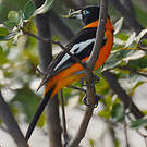 Oriole troupiale