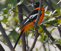 Oriole troupiale