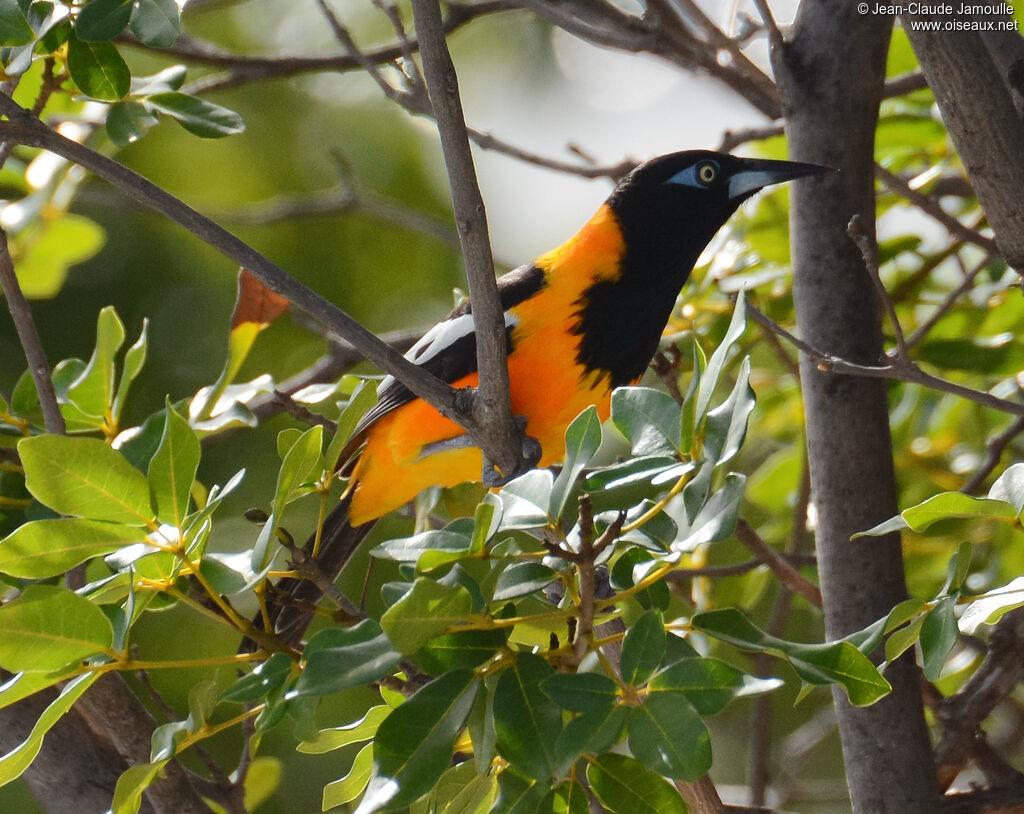 Venezuelan Troupialadult, identification, aspect, Flight, eats