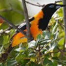 Oriole troupiale