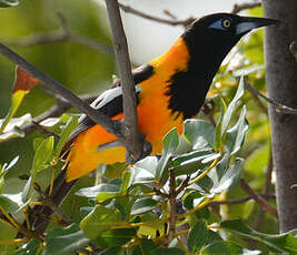 Oriole troupiale