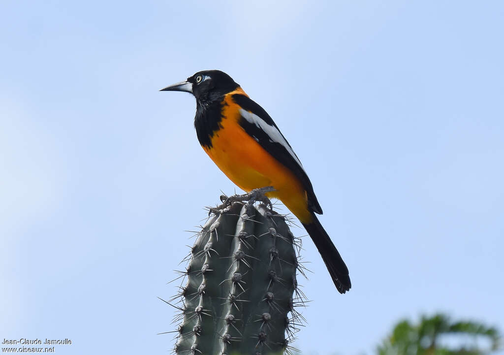 Oriole troupialeadulte, identification