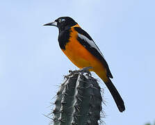 Oriole troupiale