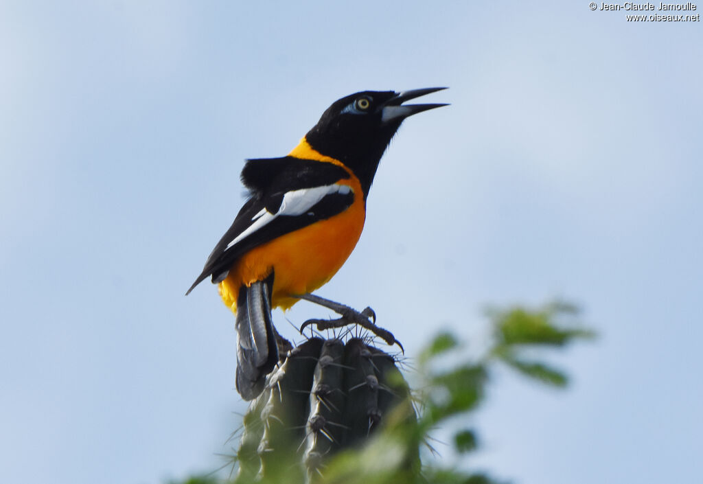 Oriole troupiale