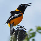 Oriole troupiale