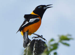 Oriole troupiale