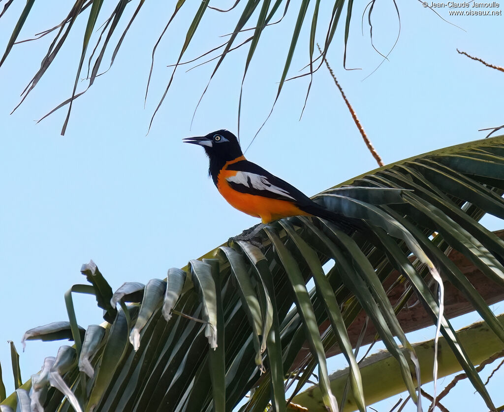 Oriole troupiale