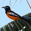 Oriole troupiale