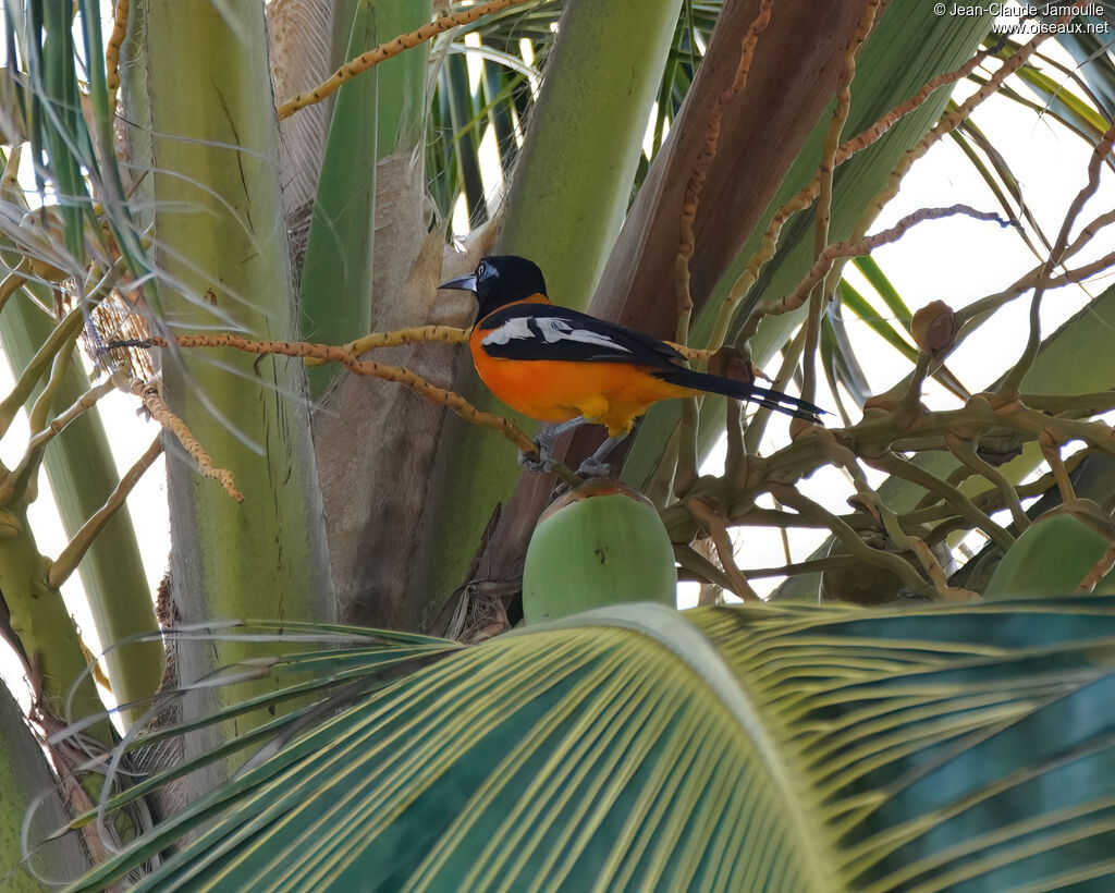 Oriole troupiale