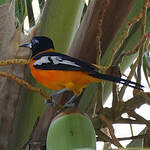 Oriole troupiale