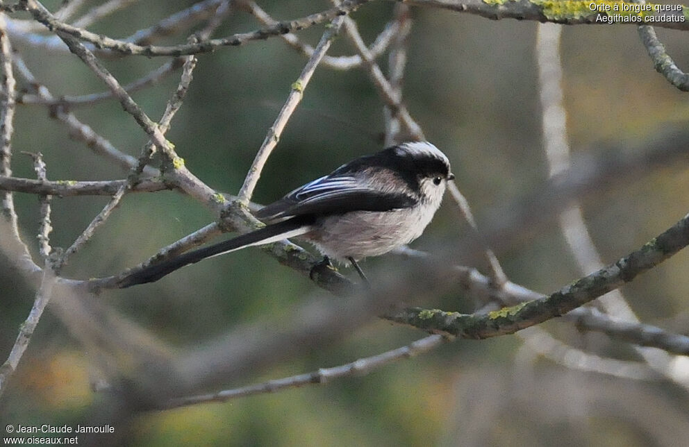 Long-tailed Tit